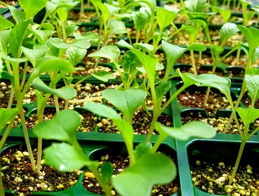 Секреты выращивания рассады овощных культур