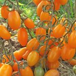 Томат Ракета: описание и характеристика сорта, отзывы тех, кто сажал, фото, особенности выращивания помидоров, посадка и уход за рассадой