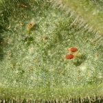 Вредители листьев огурцов тля обработка и борьба с ними