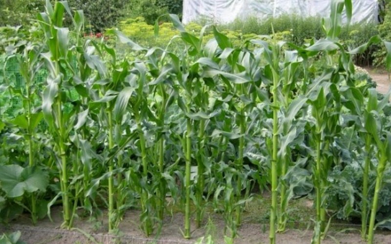 Как посадить кукурузу в огороде в открытый. Кукуруза в огороде. Кукуруза на грядке. Кукуруза и горох на одной грядке. Кукуруза в открытом грунте.