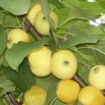 Яблоня лимонка описание сорта и характеристики выращивание с фото