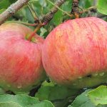 Ранние сорта яблок: фото с описанием самых раннеспелых яблонь