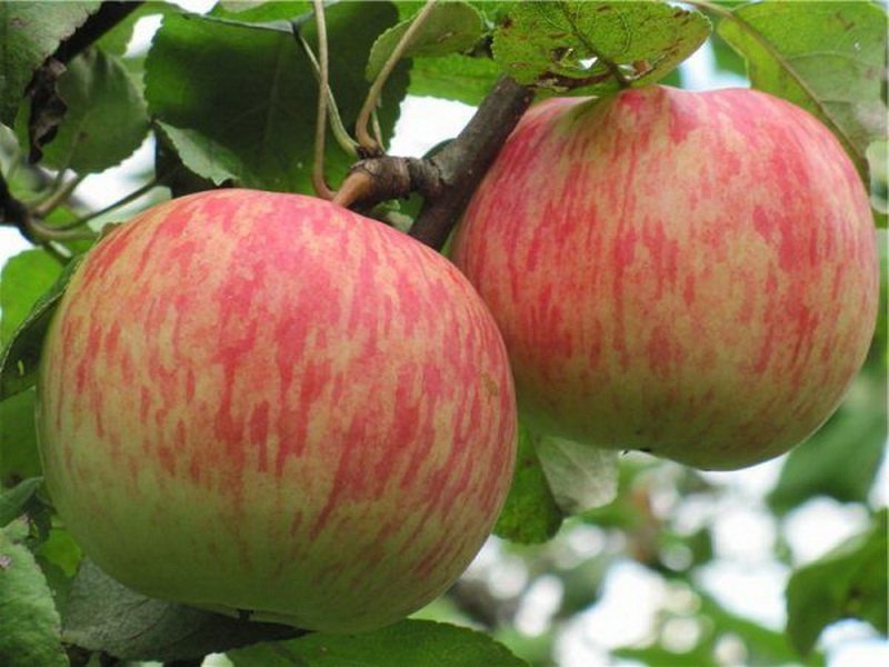 Сорта яблони