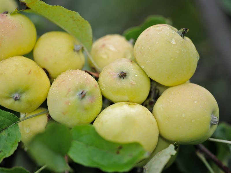 сорта яблонь с мелкими плодами