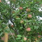 Ранние сорта яблок: фото с описанием самых раннеспелых яблонь