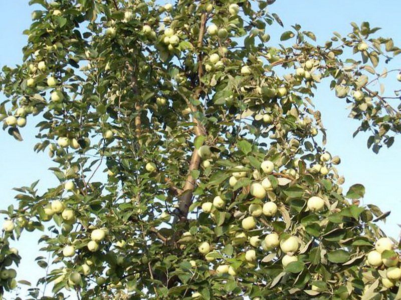 Сорта яблони