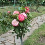 Лучшие сорта штамбовых роз: посадка и уход