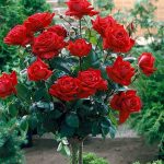 Штамбовые розы 88 фото как их вырастить и правильно укрыть на зиму Посадка и уход прививки обзор сортов Свани и Крокус Роуз