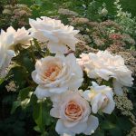 Лучшие сорта штамбовых роз: посадка и уход