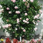 Штамбовые розы 88 фото как их вырастить и правильно укрыть на зиму Посадка и уход прививки обзор сортов Свани и Крокус Роуз