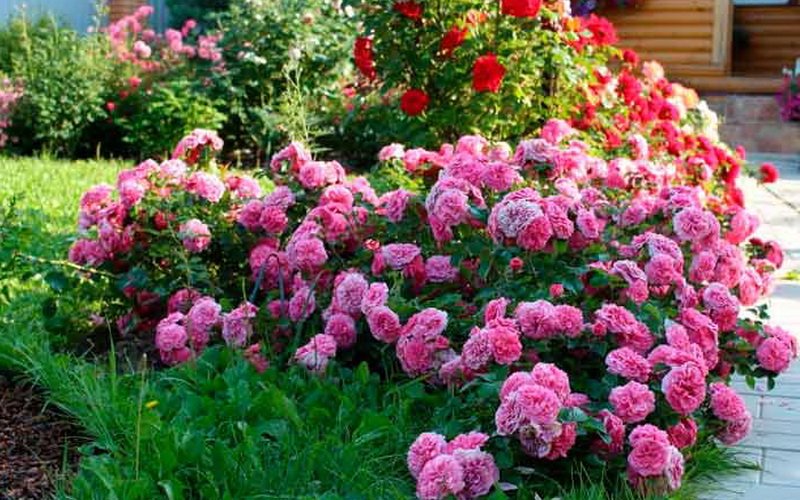 Ландшафтный дизайн сада: какие растения посадить с розами