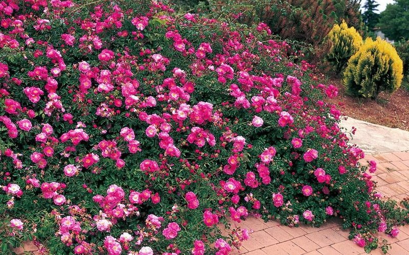 Группы роз в садовом дизайне на даче (с фото)