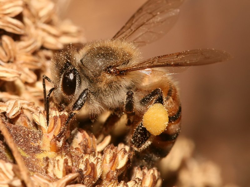 Лесная пчела фото крупным планом