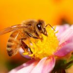 Виды пчел и их характеристика