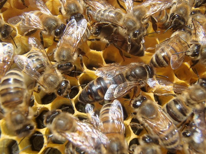 Породы пчел в россии