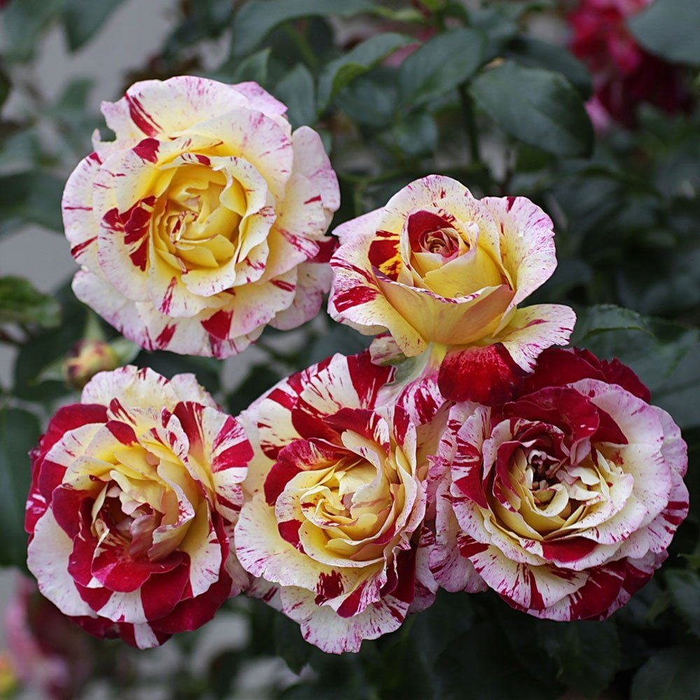Розы флорибунда: характеристика сортов
