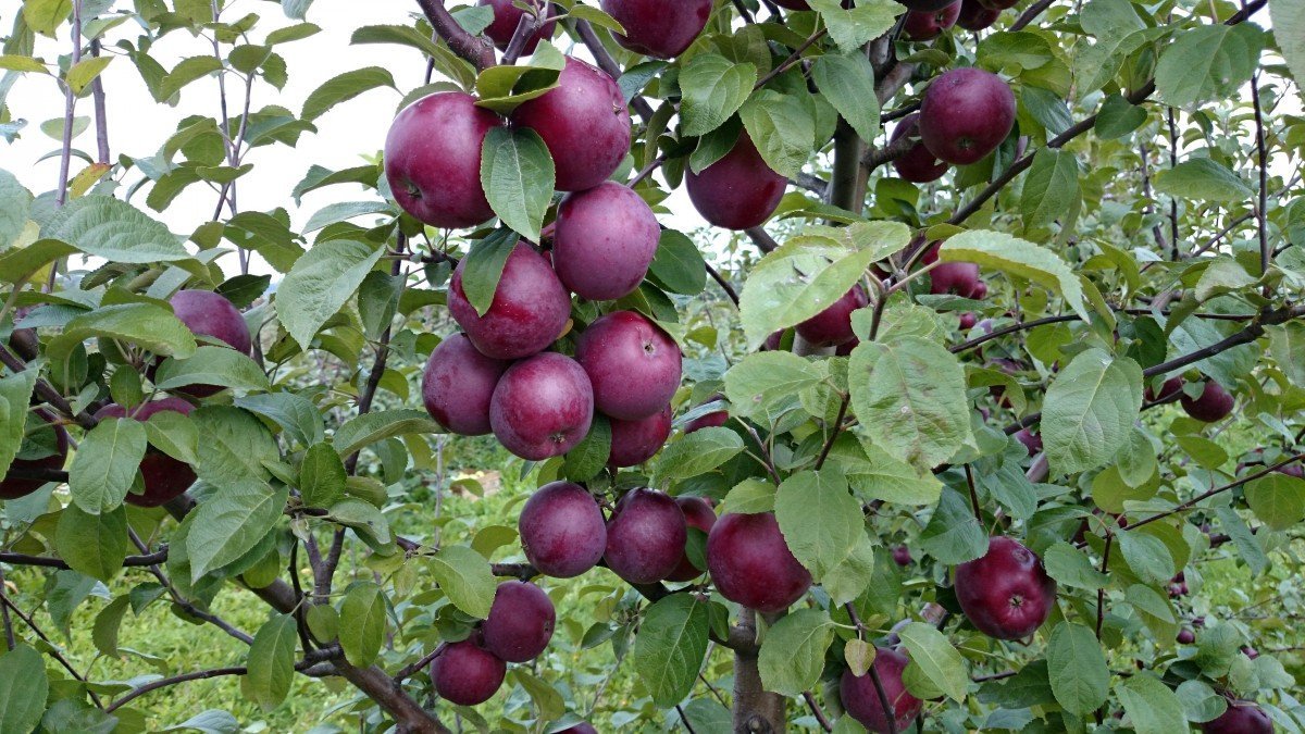 Самые лучшие сорта яблонь: фото, название, описание, какие яблони сажать вПодмосковье и средней полосе