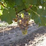 Народные методы лечения винограда. Основные болезни винограда и их лечение