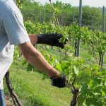 Народные методы лечения винограда. Основные болезни винограда и их лечение