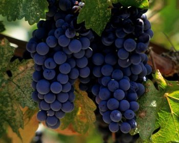 Подготовка и посадка саженцев винограда