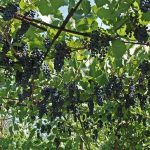 Лучшие элитные сорта винограда для средней полосы России с фото и описанием
