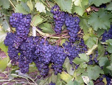 Правильная обрезка и формирование кустов винограда