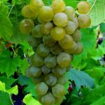 Лучшие сорта винограда десертного и мускатного типа. Обзор лучших сортов винограда для всех регионов России