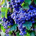 Лучшие элитные сорта винограда для средней полосы России с фото и описанием