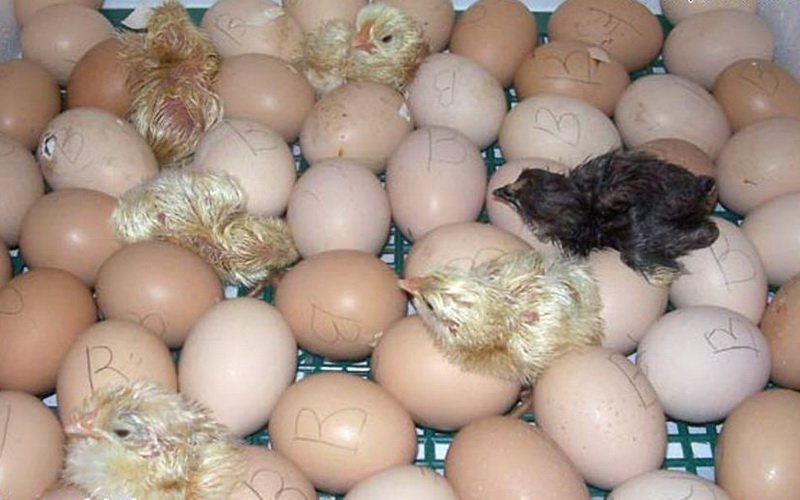 Правильный отбор яиц для инкубации