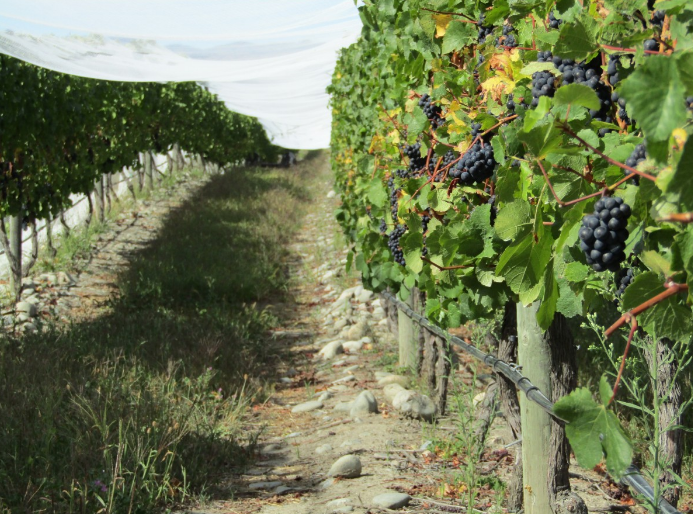 Подкормка винограда минеральными и органическими удобрениями - Бабушкинадача