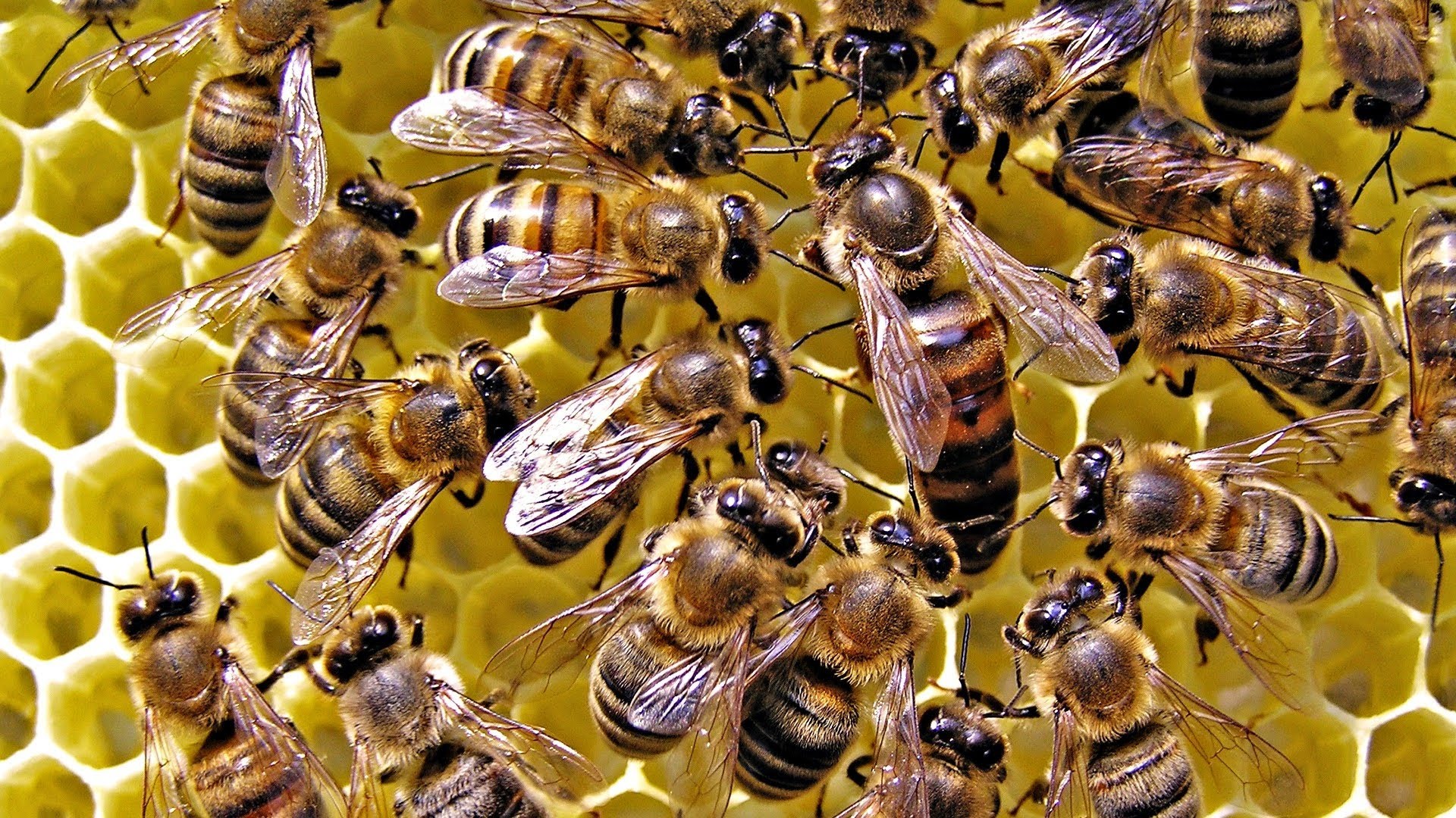 Методы содержания пчел и сезонные работы на пасеке