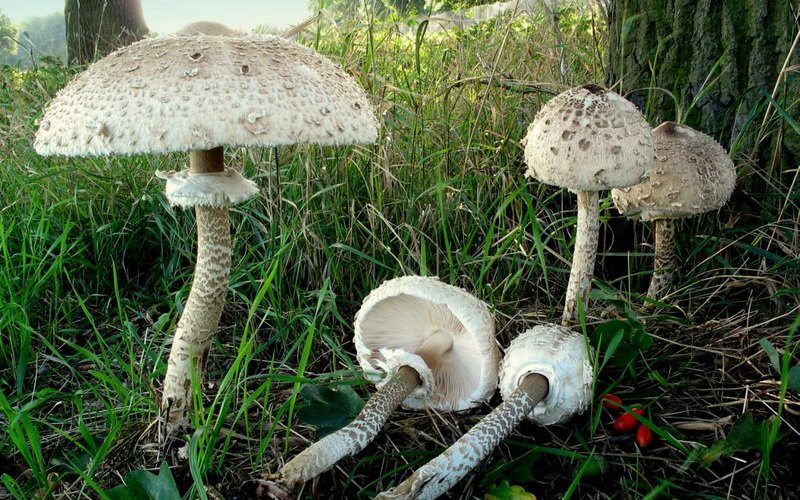 Как выглядят грибы-зонтики и как отличить их от грибов других видов