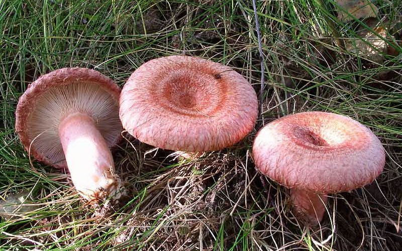 Как выглядят грибы волнушки: фото и описание