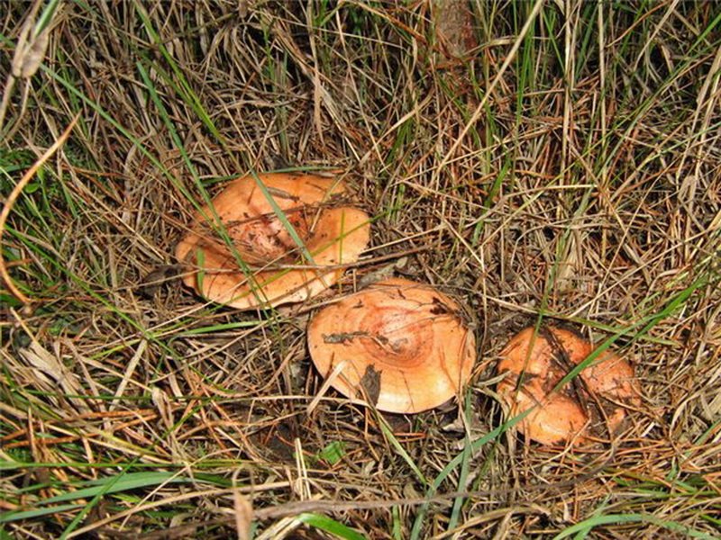 Осень рыжики. Рыжики грибы. Рыжик гриб съедобный. Рыжик гриб растет в лесу. Грибы рыжики в Сосновом лесу.