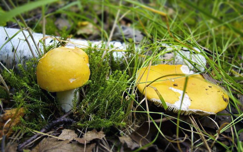Лесные грибы сыроежки светло-желтая и бледно-охристая: фото и описание фото