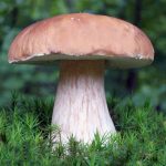 Чем отличается белый гриб от боровика