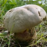 Чем отличается белый гриб от боровика