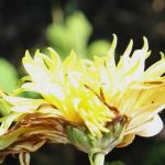 Болезни и вредители цветов в саду: фото и средства защиты