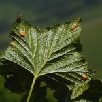 Красная смородина вредители и борьба с ними