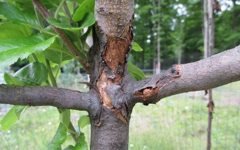 Болезни коры молодых яблонь и их лечение (с фото)