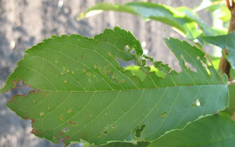 Цилиндроспориозная пятнистость листьев лещины.