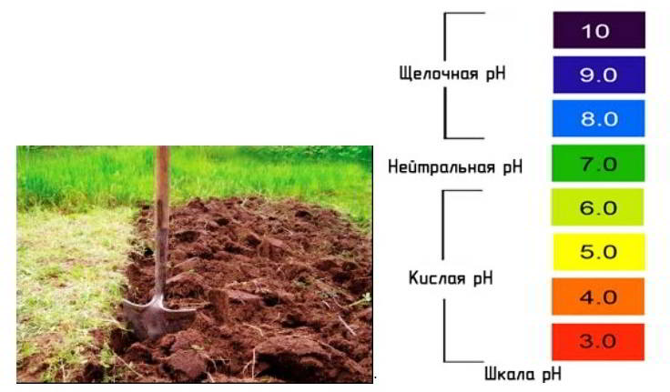 Измерение кислотности почвы