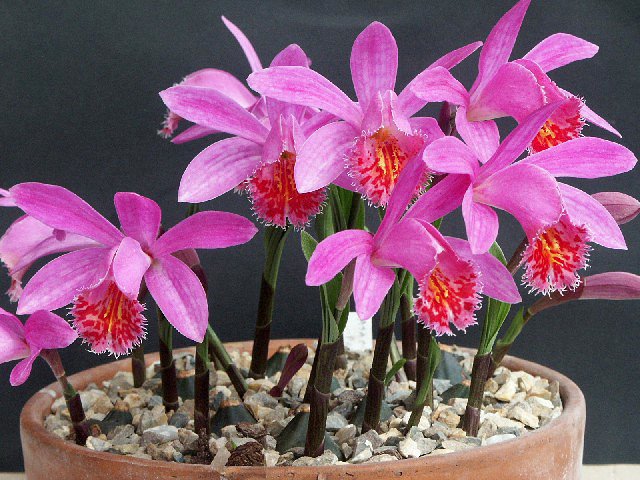 Орхидея Плейоне