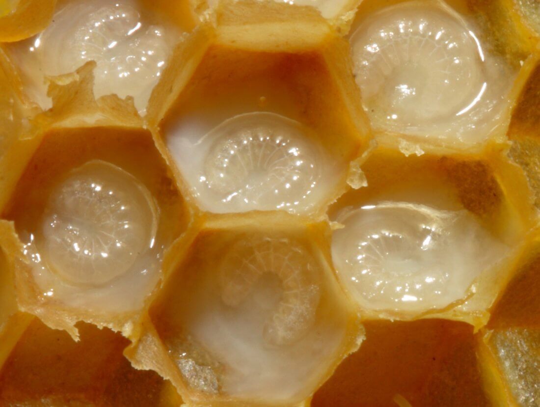Личинки пчелы