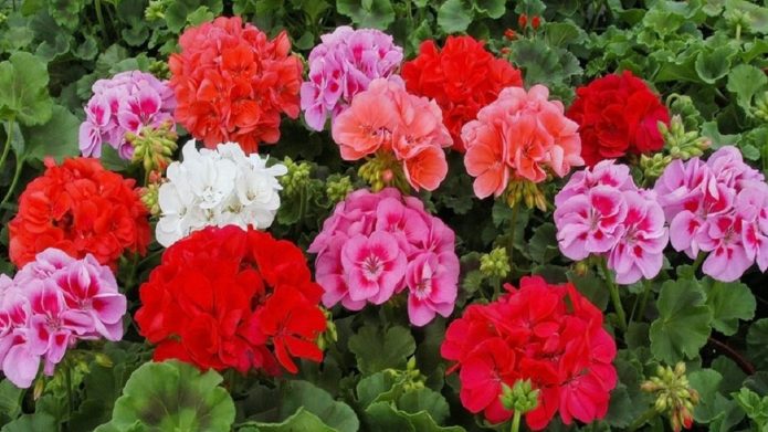 Комнатные цветы не цветущие- с названиями и фото (список) – Сад и огород своими руками