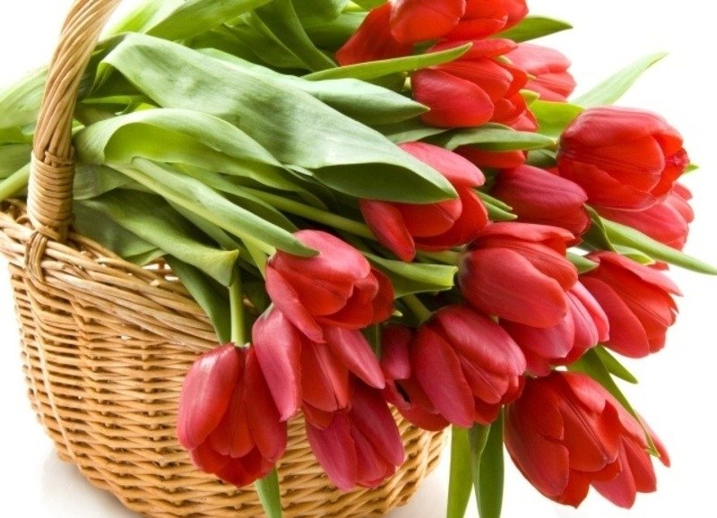 Как сохранить свежесть срезанных тюльпанов в домашних условиях на долгий срок