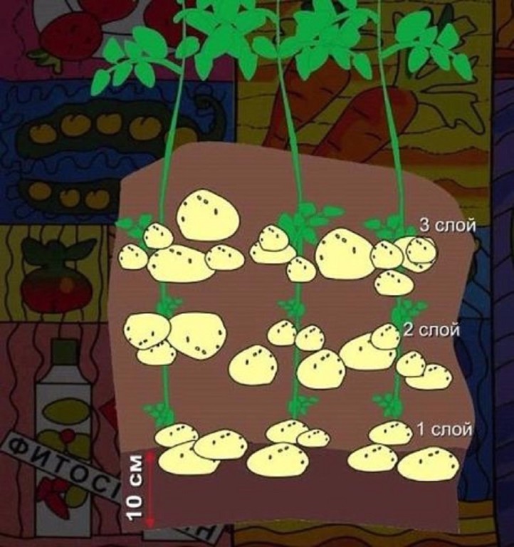 Китайский метод посадки картошки