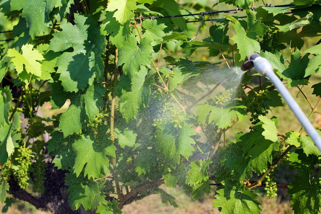 Обработка винограда весной: важные нюансы проведения