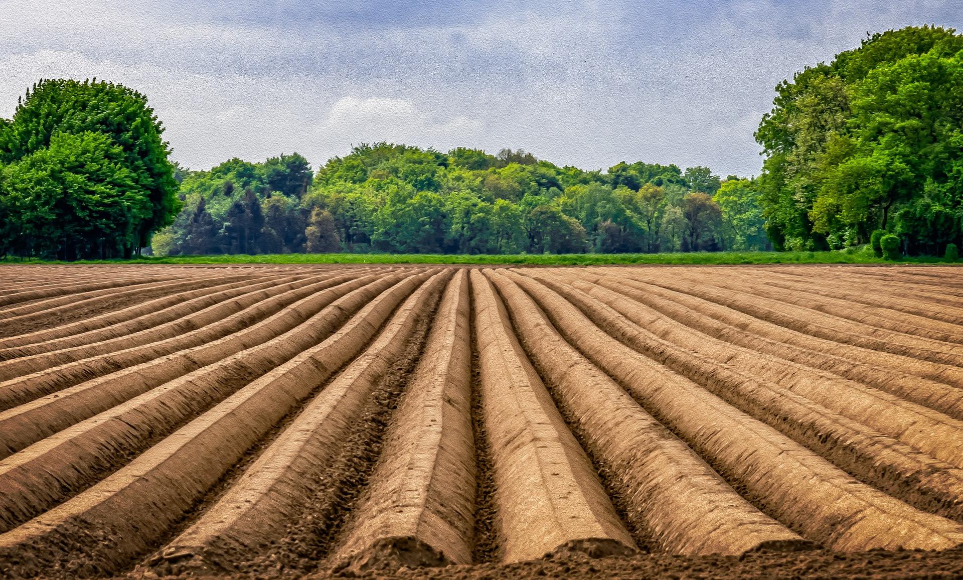 Сельское хозяйство Германии поля