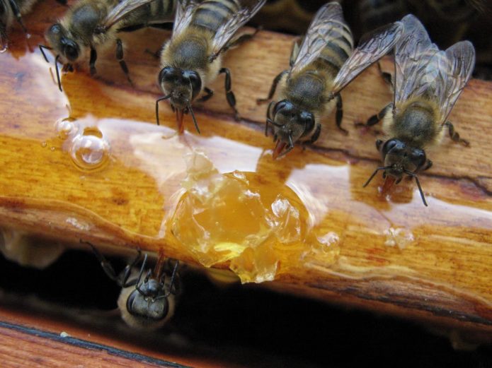 Медово-сахарный сироп для пчёл